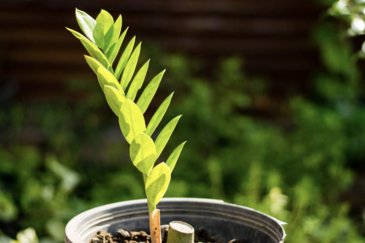 Zamioculcas zamiifolia