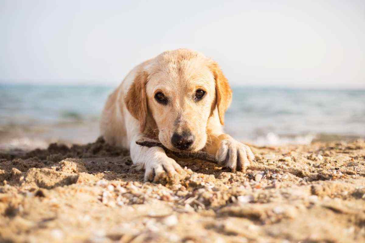 Bonus animali domestici, requisiti