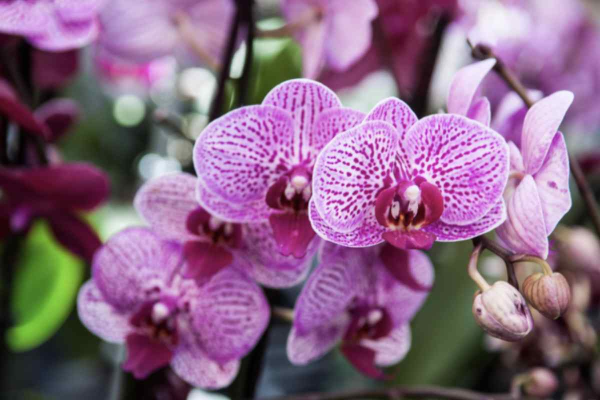 Orchidee