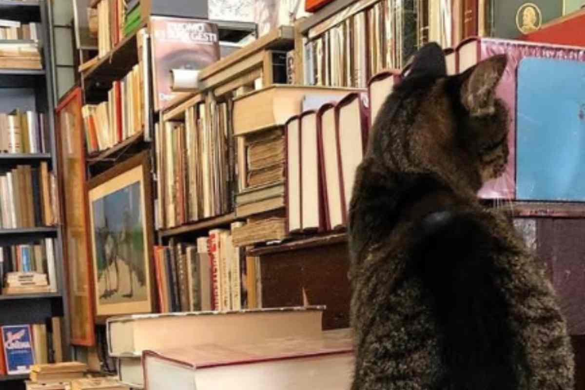 l'interno della libreria